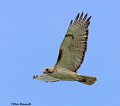 _B222876 red-tailed hawk